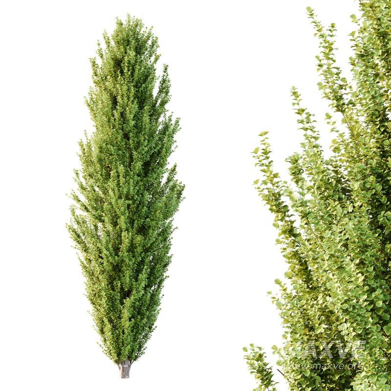 fagus sylvatica tree 05 - Image 3