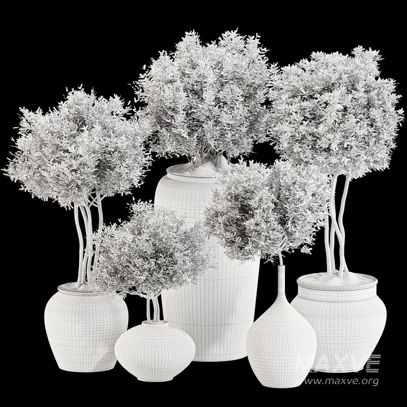 Outdoor Tree Collection in pot 01 - Image 6