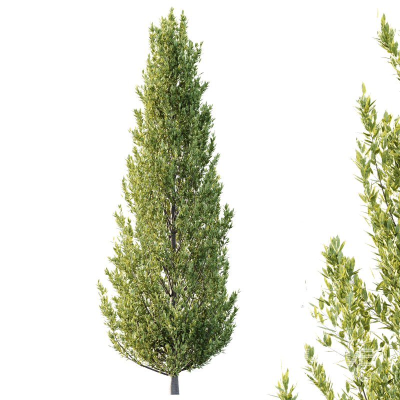 Different Trees 39 - Image 6