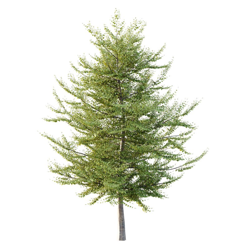 Different Trees 36 - Image 3