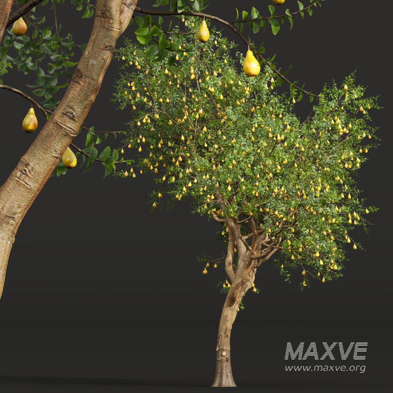 AV Fruit Trees Pear Pyrus Communis Red and Armeniaca Vulgaris Prunus - Image 4