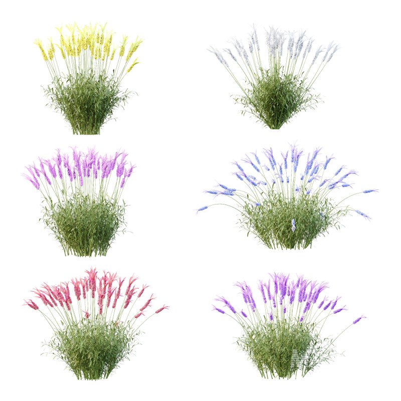 plant Grass Flower Lavandula pedunculata 03 - Image 2