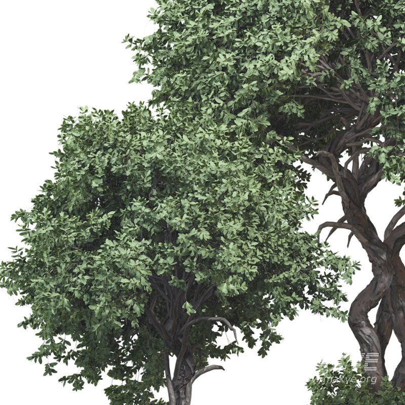 Outdoor Plant 09 - Image 6