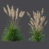 ntal grasses: Cortaderia Selloana (Pampas Grass) and Nassella Tenuissima (Mexican Feather Grass). With their graceful, airy plumes and gently arched green blades, these models are ideal for naturalistic landscapes, boho gardens, wild gardens, or accent planting. - Thumbnail 5