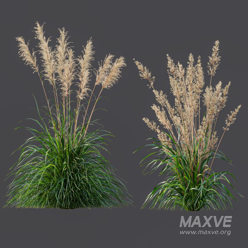 ntal grasses: Cortaderia Selloana (Pampas Grass) and Nassella Tenuissima (Mexican Feather Grass). With their graceful, airy plumes and gently arched green blades, these models are ideal for naturalistic landscapes, boho gardens, wild gardens, or accent planting. - Image 5