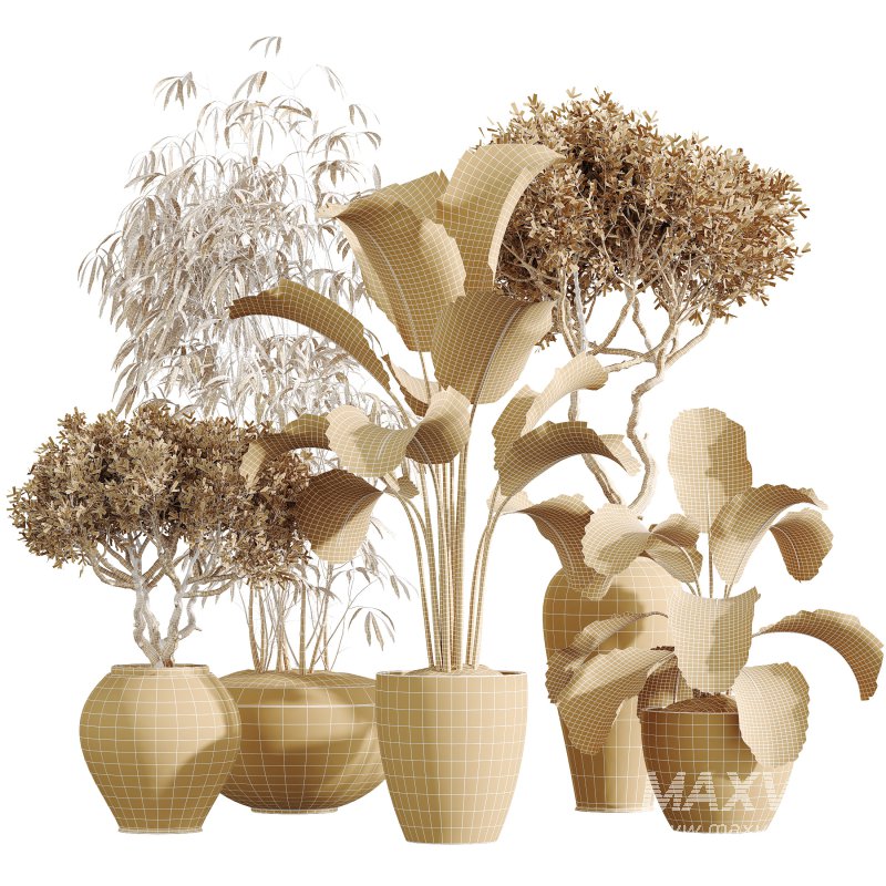 AV Indoor Plants Set 286 Ficus Marginata Olive Calathea Lutea - Image 9