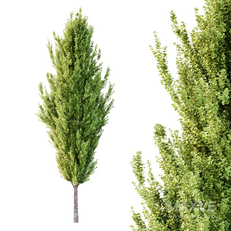 fagus sylvatica tree 04 - Image 1