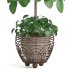 Indoor Plant Pilea in basket pot - Thumbnail 1