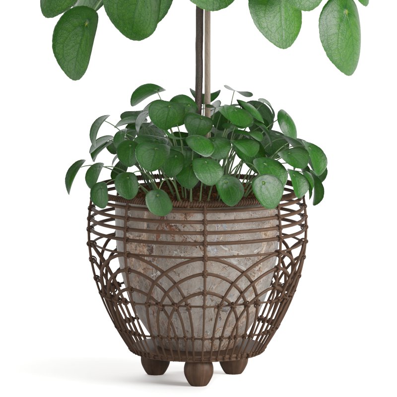 Indoor Plant Pilea in basket pot - Image 1