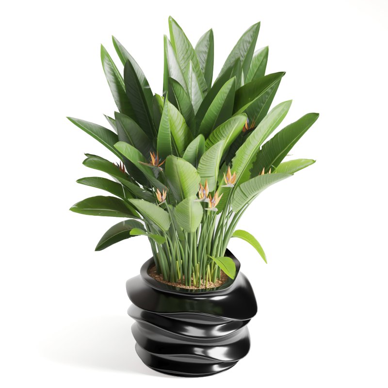 Indoor Plant Bird of Paradise - Image 2