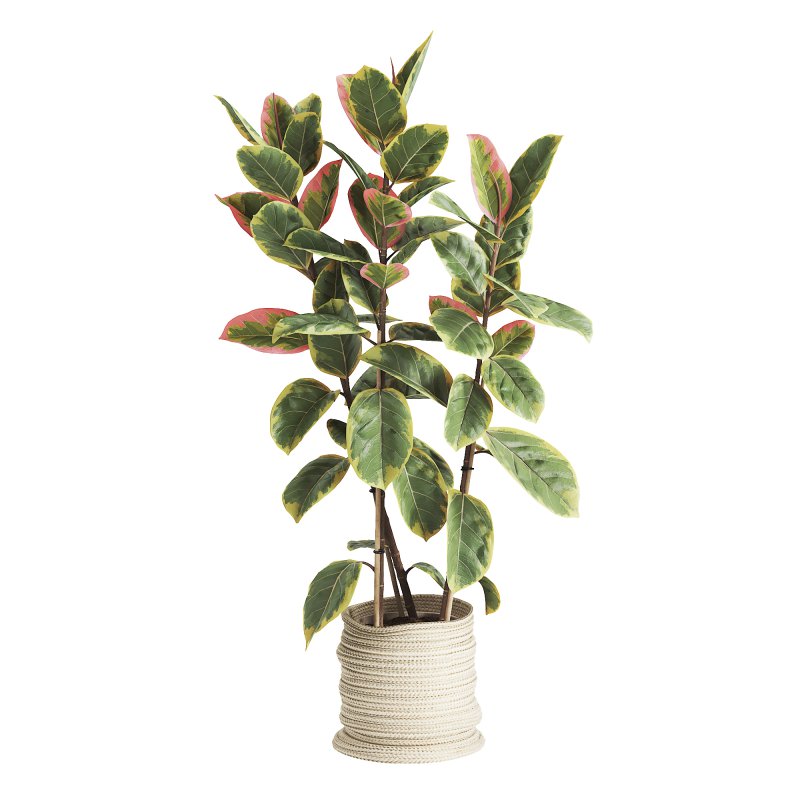 Indoor Plant Ficus Elastica Ruby - Image 5