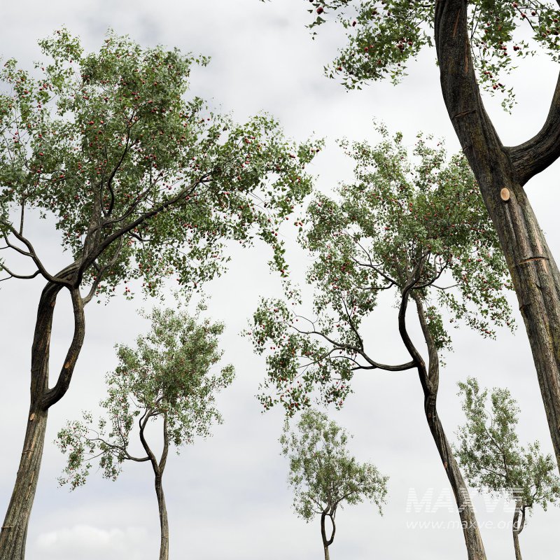 ntal and culinary value. - Image 5