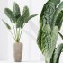 AV Indoor Plants Set 303 Europaea Olive Eucalyptus and Alocasia Jardin and Ficus Fig - Thumbnail 9