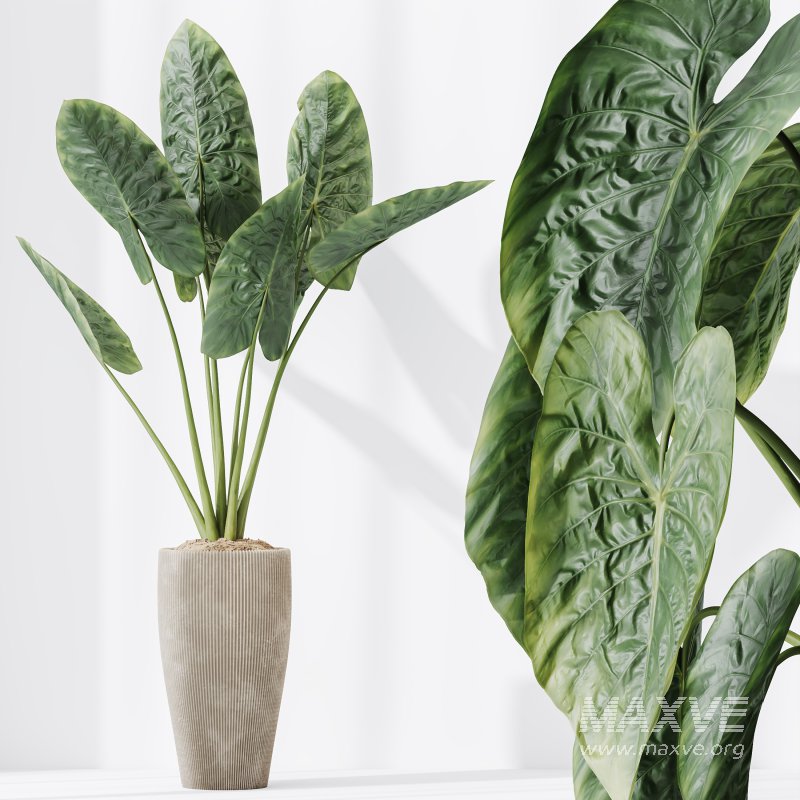 AV Indoor Plants Set 303 Europaea Olive Eucalyptus and Alocasia Jardin and Ficus Fig - Image 9