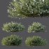 AV Gray Box Westringia Fruticosa Coastal Rosemary Flower - Thumbnail 6