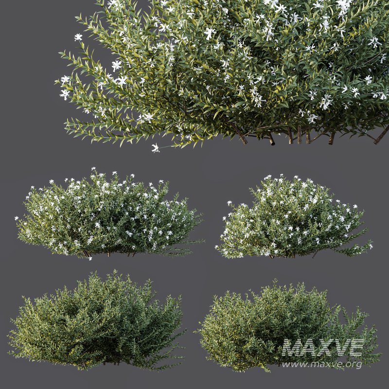 AV Gray Box Westringia Fruticosa Coastal Rosemary Flower - Image 6