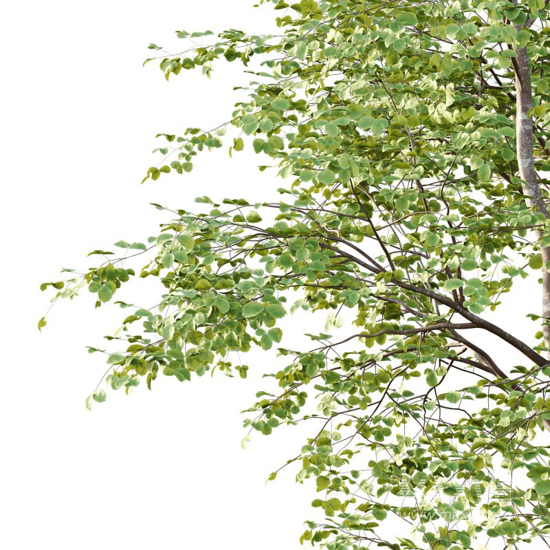 fagus sylvatica tree 03 - Image 3