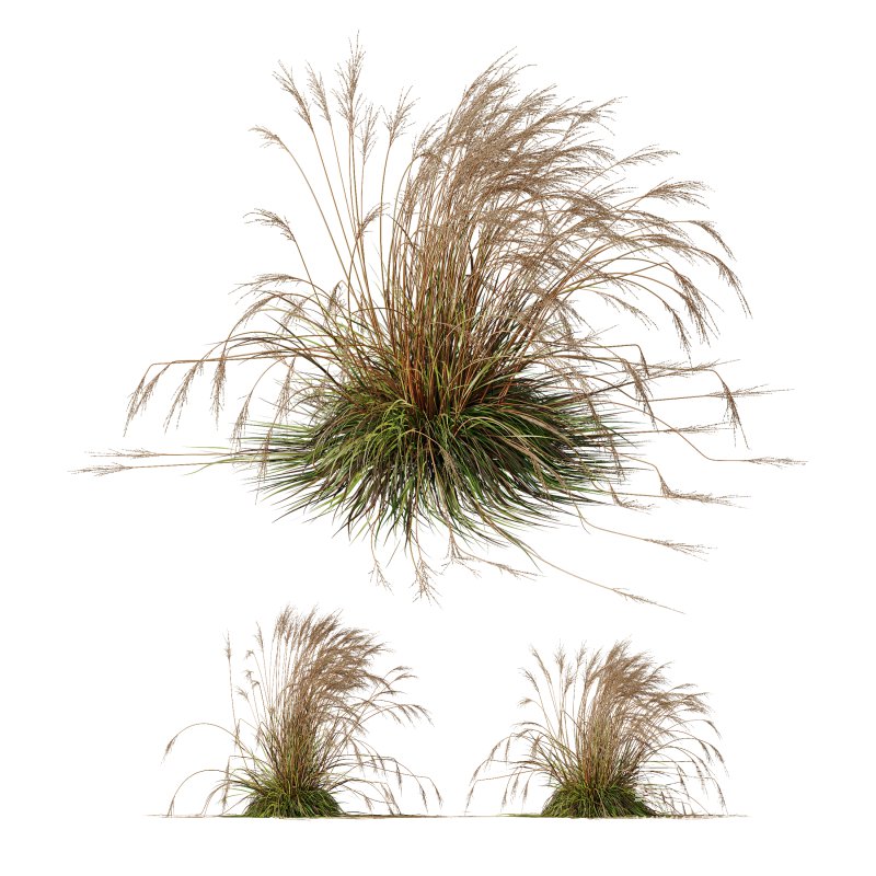 ntal species native to the moorlands and meadows of Europe. - Image 3