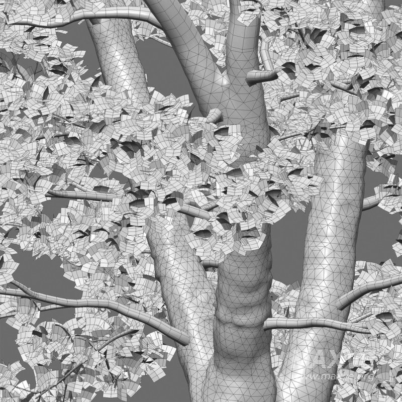 Acer platanoides – Norway Maple 01 - Image 5