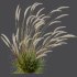 ntal grass hybrid that brings vertical elegance to any garden or architectural visualization. Originally cultivated in Germany and widely popularized across Europe and North America, this perennial grass features upright, feather-like plumes and narrow green blades that shift to golden hues in late summer. Its architectural form, graceful sway in the wind, and low-maintenance nature make it a favorite among designers looking to evoke movement, rhythm, and a naturalistic softness in modern landscapes. - Thumbnail 4