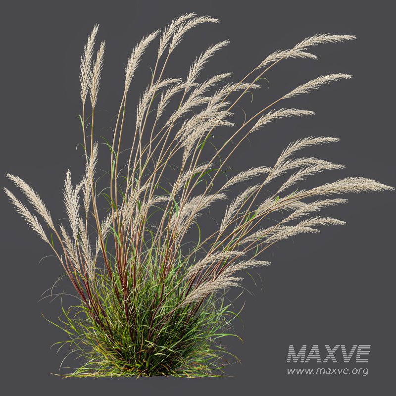 ntal grass hybrid that brings vertical elegance to any garden or architectural visualization. Originally cultivated in Germany and widely popularized across Europe and North America, this perennial grass features upright, feather-like plumes and narrow green blades that shift to golden hues in late summer. Its architectural form, graceful sway in the wind, and low-maintenance nature make it a favorite among designers looking to evoke movement, rhythm, and a naturalistic softness in modern landscapes. - Image 4