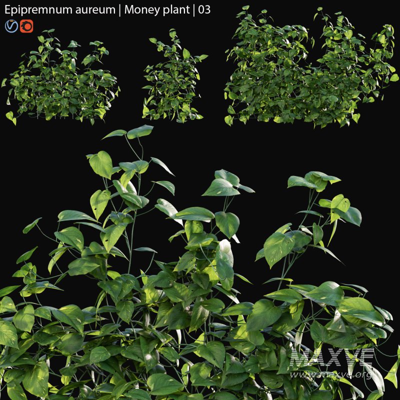Epipremnum aureum – Money plant – 03 - Image 1