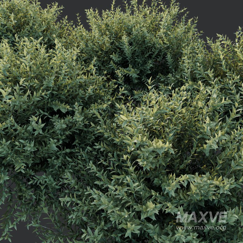 AV Gray Box Westringia Fruticosa Coastal Rosemary Flower - Image 4