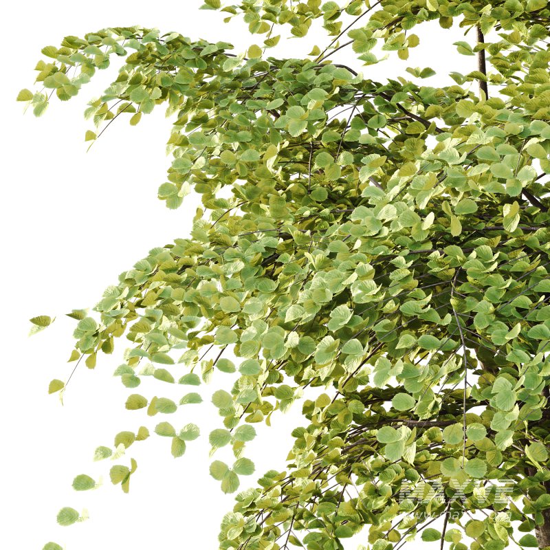 fagus sylvatica tree 11 - Image 4