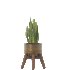 Sansevieria Plant Set - Thumbnail 6