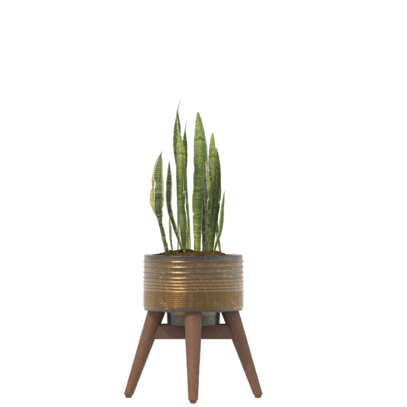 Sansevieria Plant Set - Image 6