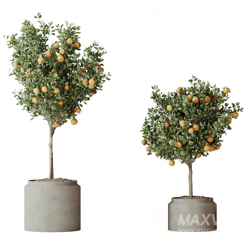 AV Indoor Plants Set 289 Fruit Orange Tree and Areca Palm and Banana Nicolai and Olive - Image 2