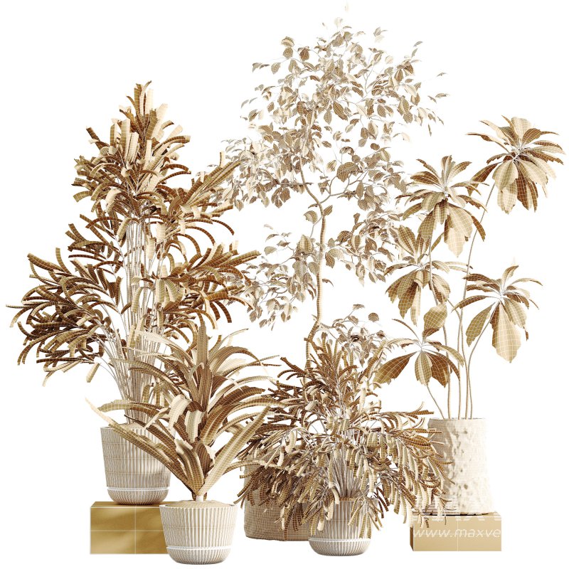 AV Indoor Plants Set 304 Areca Palm and Dracaena Marginata and Lemon Dragon and Ficus - Image 9