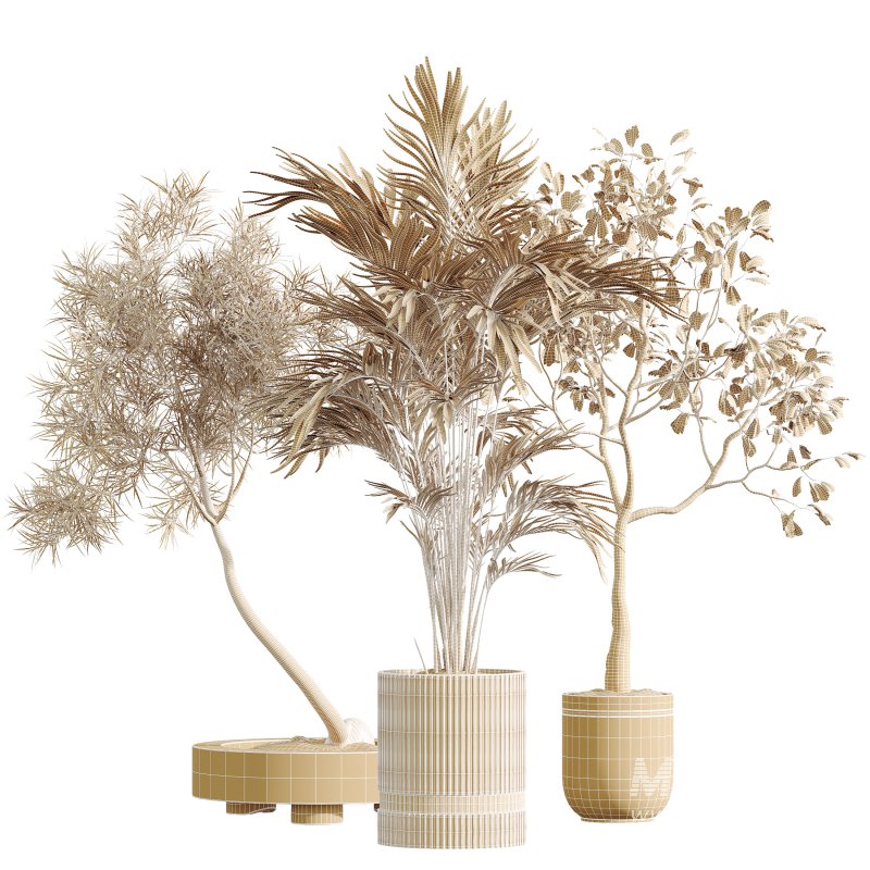 AV Indoor Plants Set 296 Japandi Ficus Dracaena Marginata and Areca Cat Reed Palm - Image 6