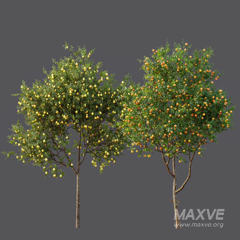 ntal and culinary value. On the left stands the Citrus × meyeri, or Meyer Lemon—a hybrid between citron and mandarin/pomelo, originally from China and introduced to the West in the early 20th century. Known for its smooth, deep yellow skin and slightly sweet, fragrant lemons, it’s a favorite in Mediterranean-style courtyards and edible gardens. - Image 7