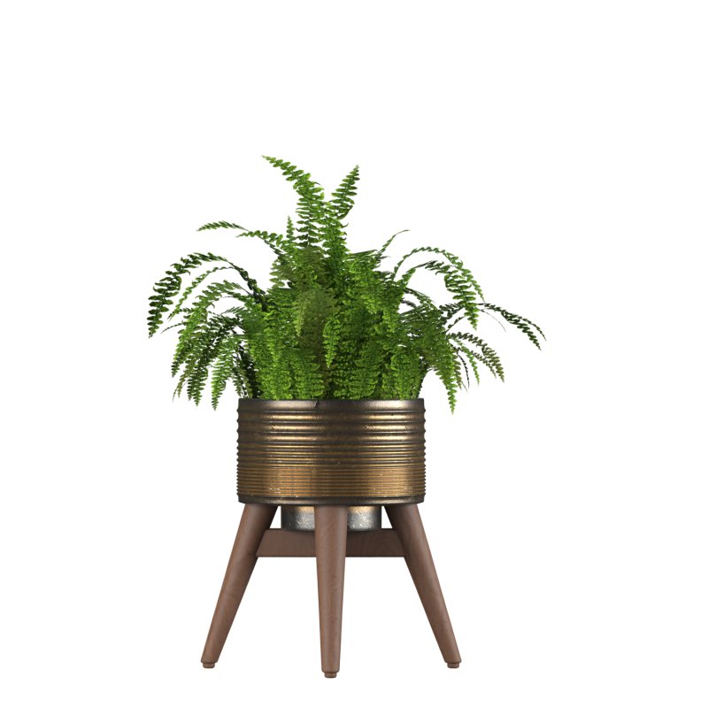 Fern Plant Set - Image 3