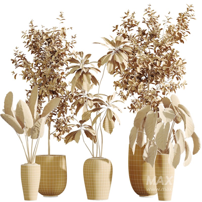 AV Indoor Plants Set 303 Europaea Olive Eucalyptus and Alocasia Jardin and Ficus Fig - Image 12