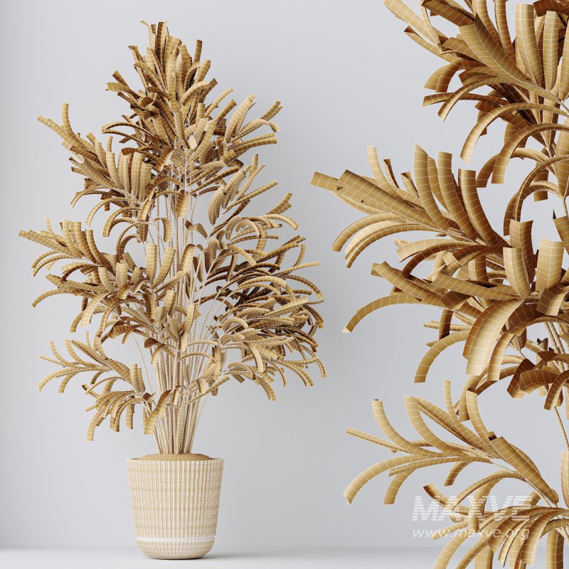 AV Indoor Plants Set 304 Areca Palm and Dracaena Marginata and Lemon Dragon and Ficus - Image 10