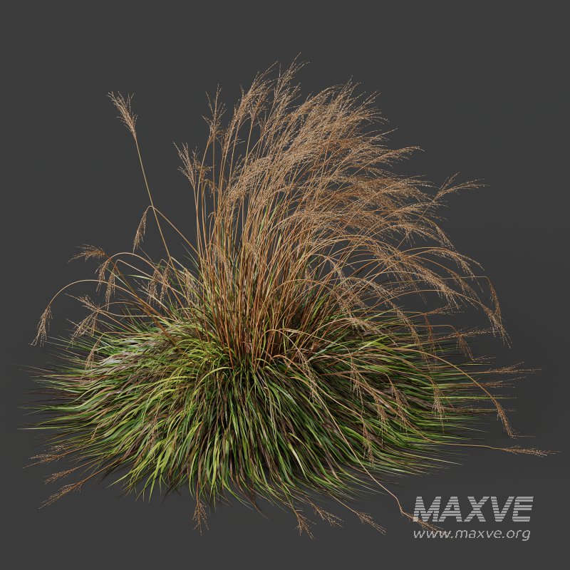 ntal species native to the moorlands and meadows of Europe. - Image 7