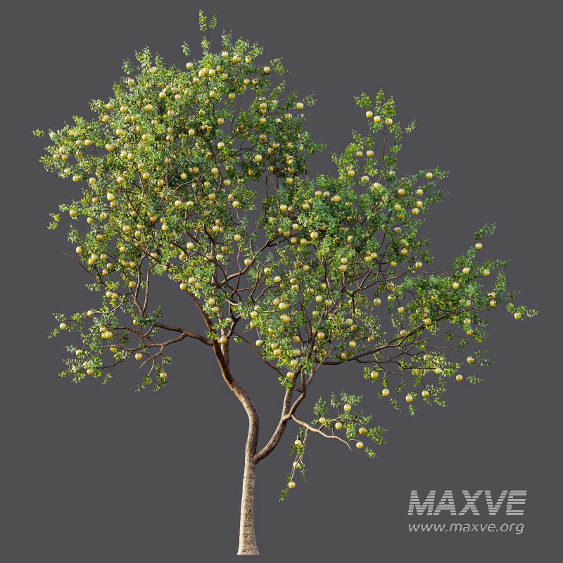 AV Fruit Trees Malus Pumila Apple Yellow and Citrus Sinensis Orange Arancio - Image 5