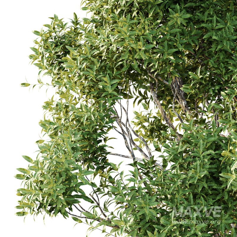 Different Trees 20 - Image 6