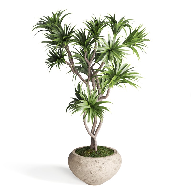 Indoor Plant Dracaena - Image 1