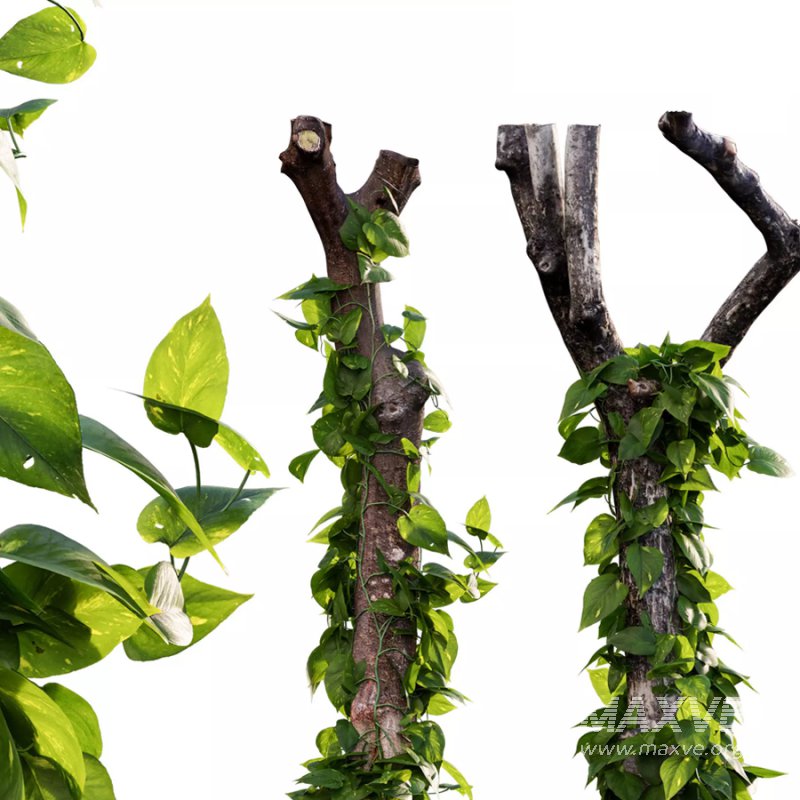 Epipremnum aureum – Money plant – 04 - Image 1