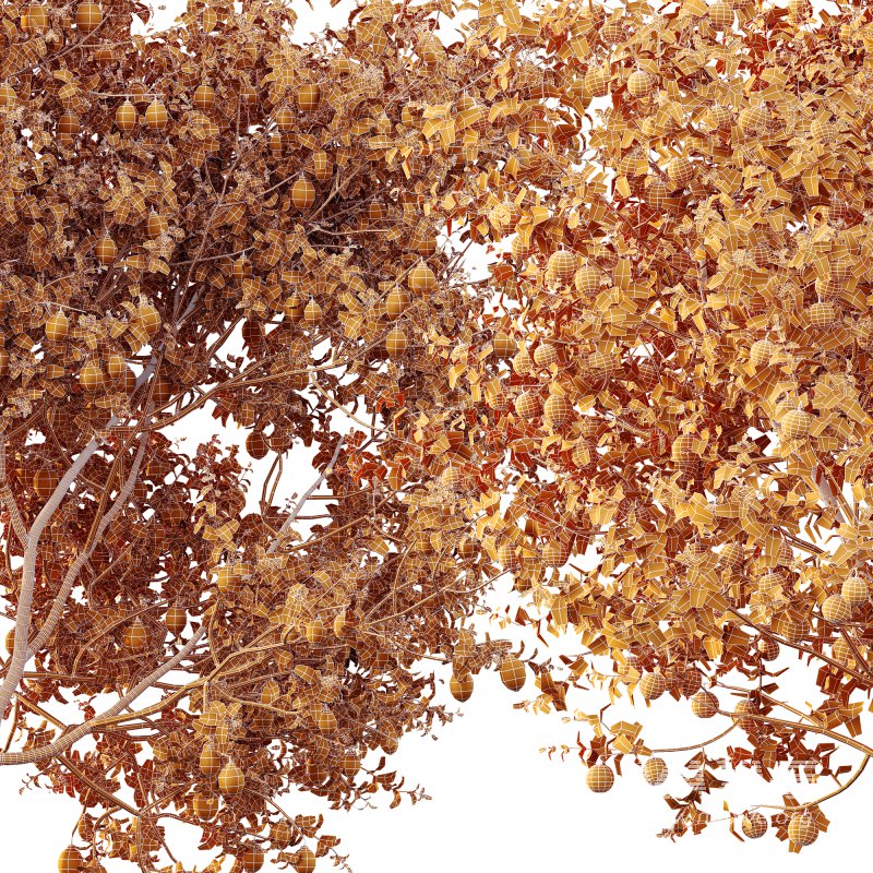 ntal and culinary value. On the left stands the Citrus × meyeri, or Meyer Lemon—a hybrid between citron and mandarin/pomelo, originally from China and introduced to the West in the early 20th century. Known for its smooth, deep yellow skin and slightly sweet, fragrant lemons, it’s a favorite in Mediterranean-style courtyards and edible gardens. - Image 8