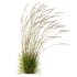 ntal grass hybrid that brings vertical elegance to any garden or architectural visualization. Originally cultivated in Germany and widely popularized across Europe and North America, this perennial grass features upright, feather-like plumes and narrow green blades that shift to golden hues in late summer. Its architectural form, graceful sway in the wind, and low-maintenance nature make it a favorite among designers looking to evoke movement, rhythm, and a naturalistic softness in modern landscapes. - Thumbnail 9
