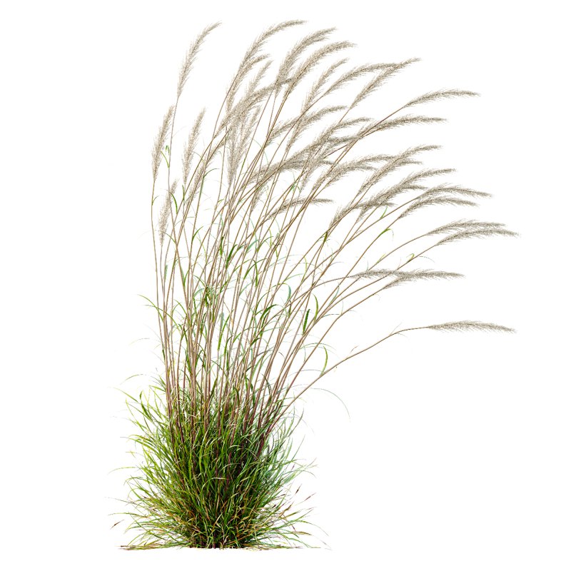 ntal grass hybrid that brings vertical elegance to any garden or architectural visualization. Originally cultivated in Germany and widely popularized across Europe and North America, this perennial grass features upright, feather-like plumes and narrow green blades that shift to golden hues in late summer. Its architectural form, graceful sway in the wind, and low-maintenance nature make it a favorite among designers looking to evoke movement, rhythm, and a naturalistic softness in modern landscapes. - Image 9