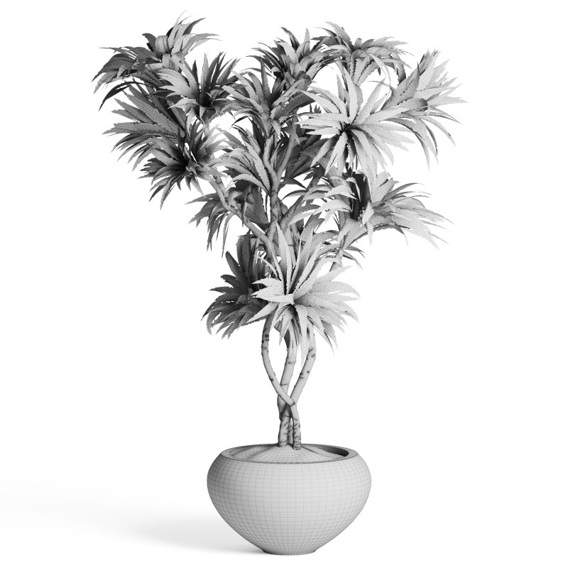Indoor Plant Dracaena - Image 4