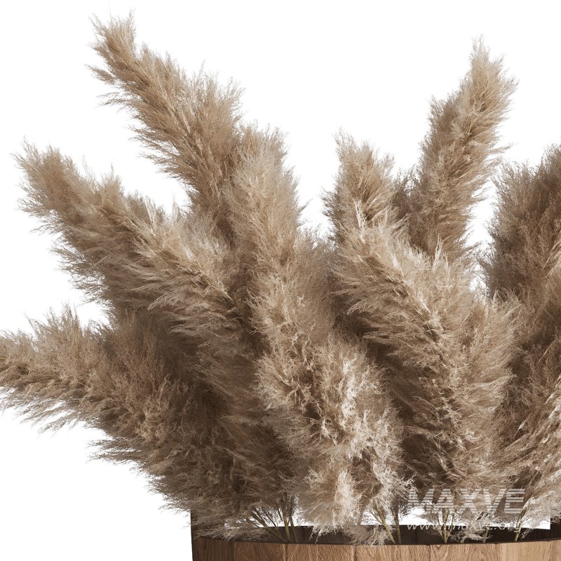 Light Cream Color Pampas Collection Set 23 - Image 3