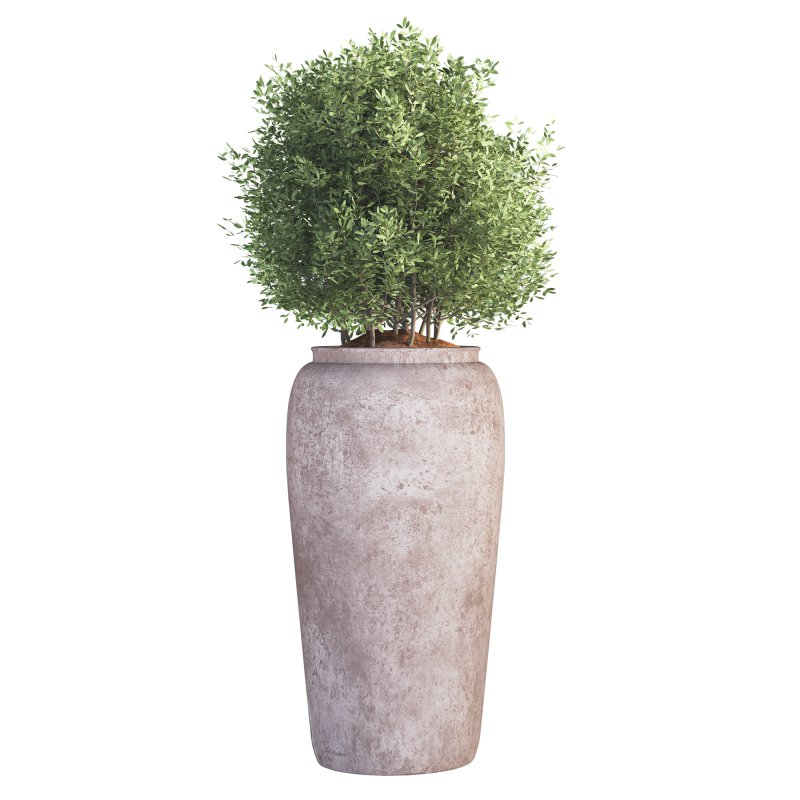 Outdoor Plant 010 - Image 2