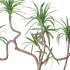 Indoor Plant Yucca in stone planter - Thumbnail 3