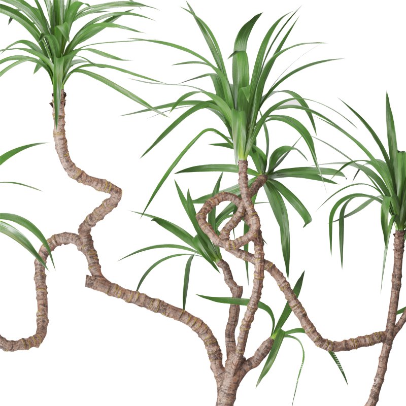 Indoor Plant Yucca in stone planter - Image 3